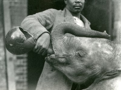 Jonge Afrikaanse olifant Kiberenge krijgt een drankje van Darisha terwijl Syed Ali toekijkt op de achtergrond, London Zoo, september 1923 door Frederick William Bond